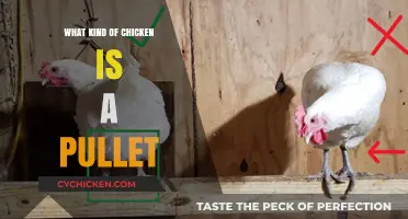 Understanding Pullets: Identifying Young Hens in Your Chicken Flock