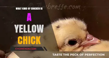 Understanding the Breed: What Kind of Chicken is a Yellow Chick?