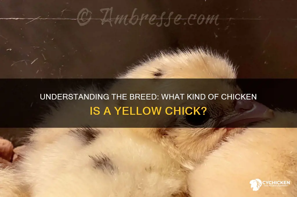 what kind of chicken is a yellow chick