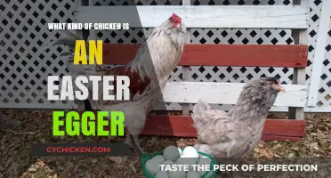 Easter Egger Chickens: Unveiling the Breed Behind the Colorful Eggs