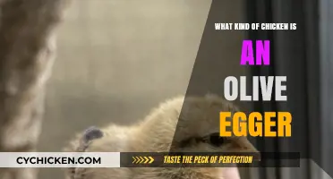 Olive Egger Chickens: Unveiling the Unique Breed Behind the Green Eggs