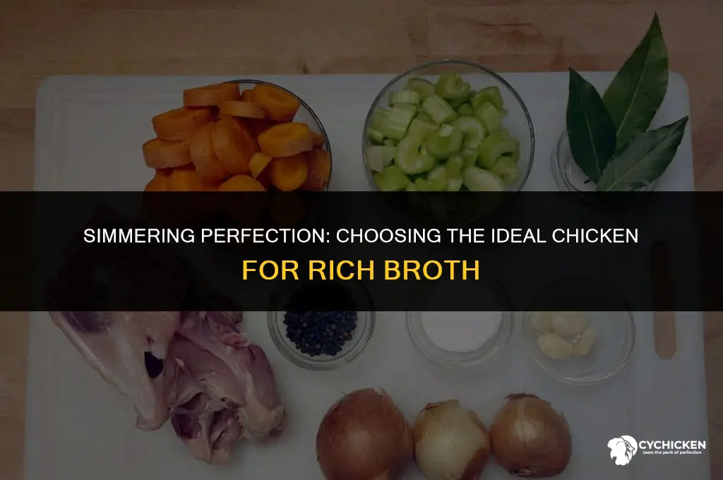 what kind of chicken is best for broth