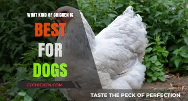 Choosing the Best Chicken Type for Your Dog's Health and Diet