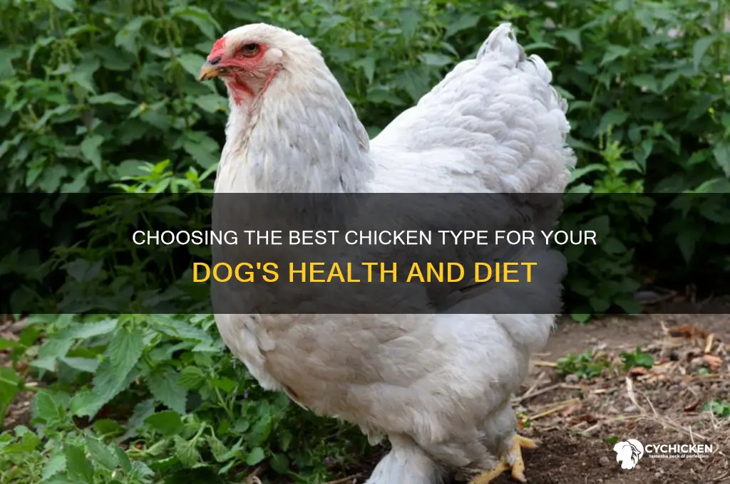 what kind of chicken is best for dogs