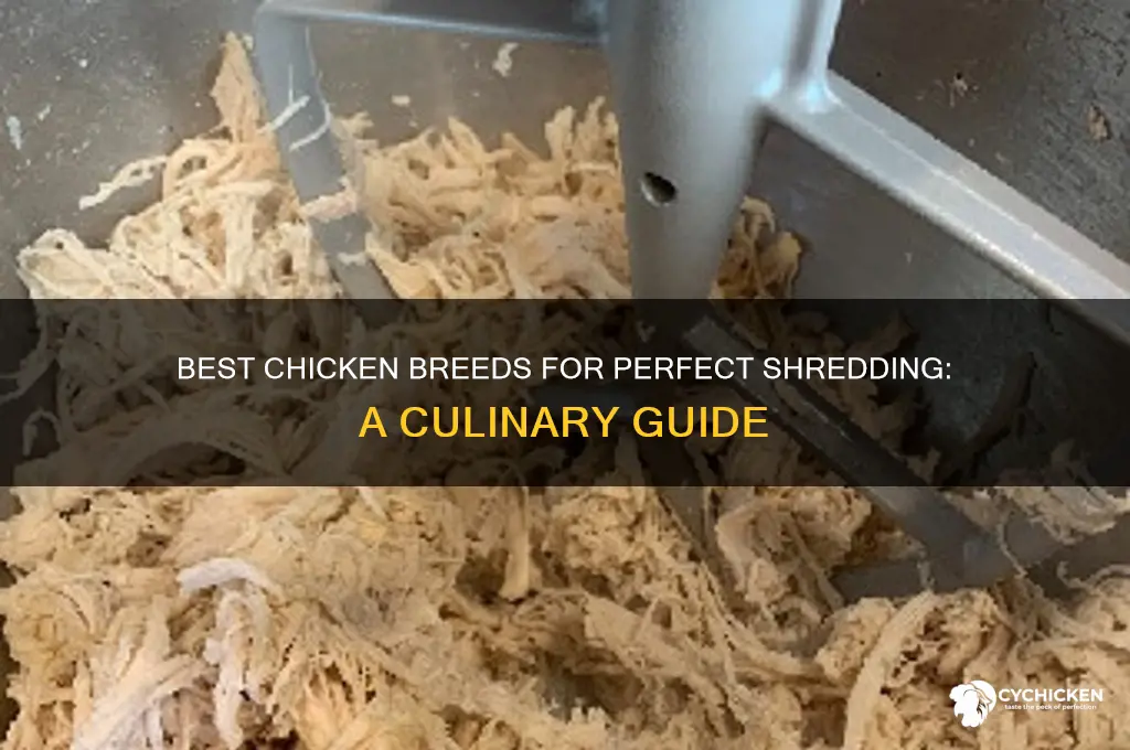 what kind of chicken is best for shredding