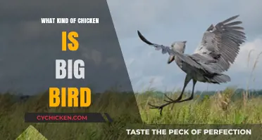 Is Big Bird a Chicken? Unraveling the Mystery of His Species