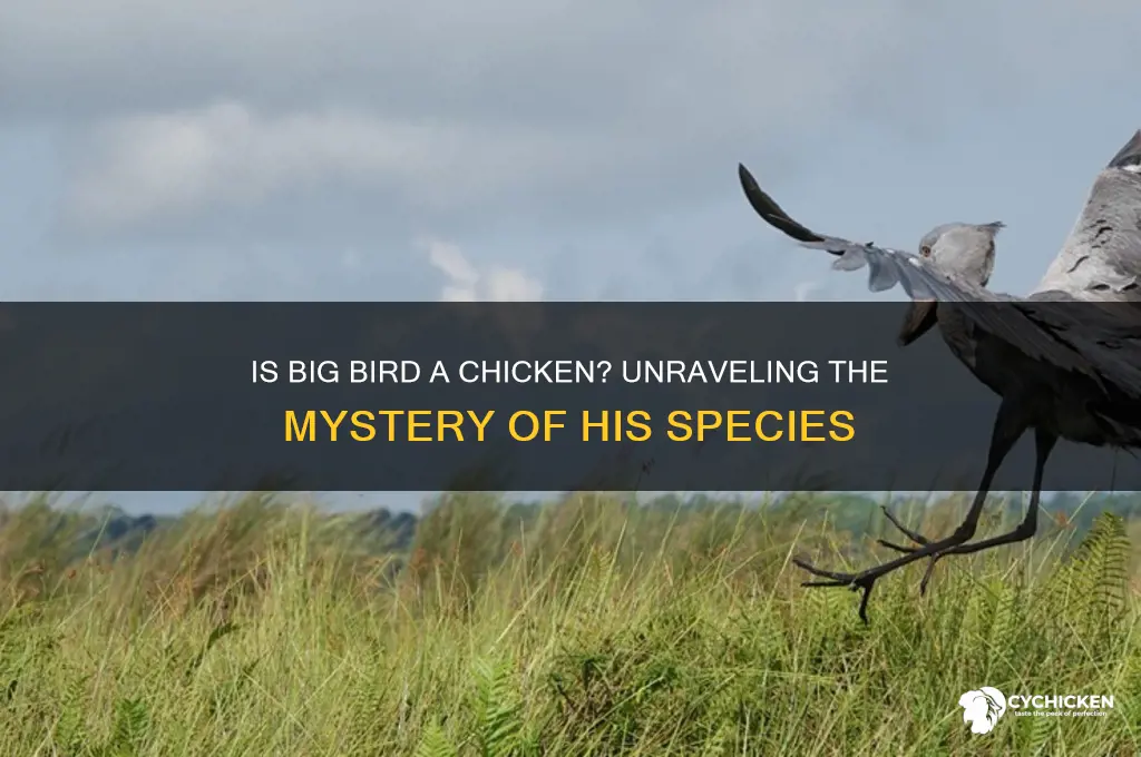 what kind of chicken is big bird