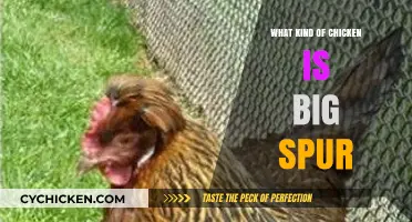 Big Spur Chicken: Unveiling the Breed and Characteristics of This Unique Poultry