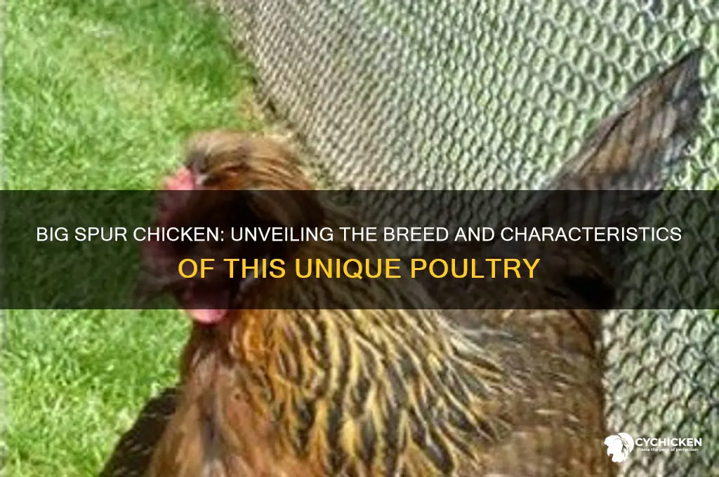 what kind of chicken is big spur