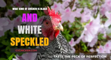 Black and White Speckled Chickens: What Breed Are They?