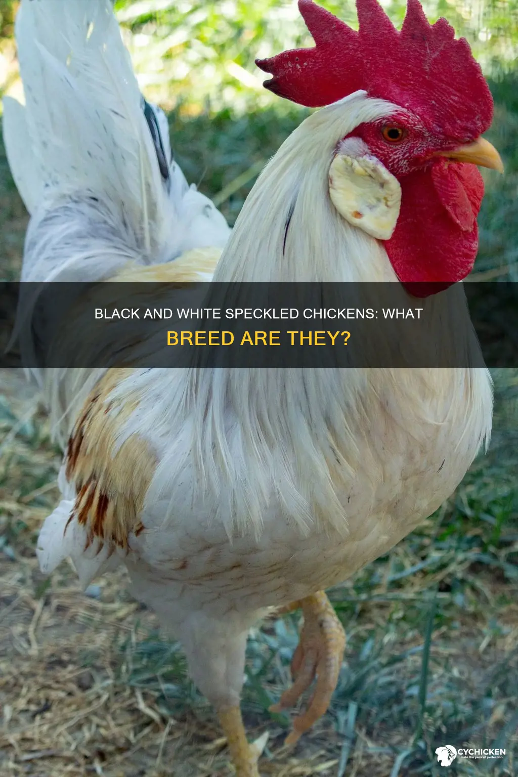 what kind of chicken is black and white speckled