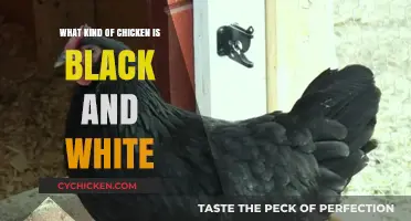 Discovering the Striking Black and White Chicken Breeds: A Guide