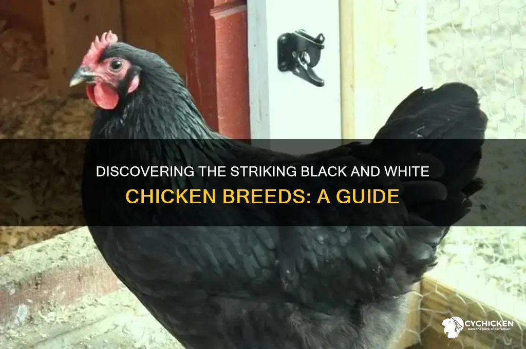 what kind of chicken is black and white