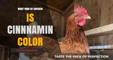 Discovering Cinnamon-Colored Chicken Breeds: Unique Varieties and Characteristics