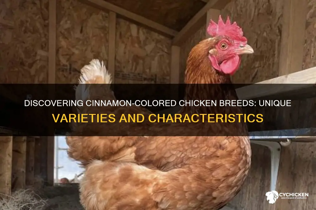 what kind of chicken is cinnnamin color