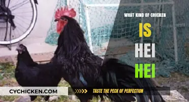 Unveiling Hei Hei: The Unique Chicken Breed from Moana's World