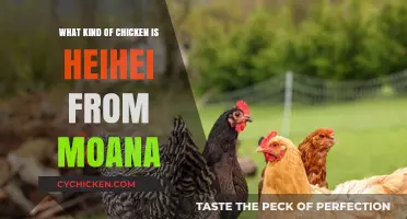 HeiHei's Breed: Uncovering Moana's Hilarious Chicken's Real-Life Origins