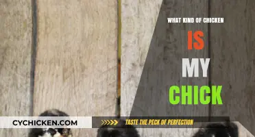Identifying Your Chick: A Guide to Chicken Breeds and Characteristics