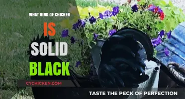 Discovering the Unique Ayam Cemani: The Solid Black Chicken Breed