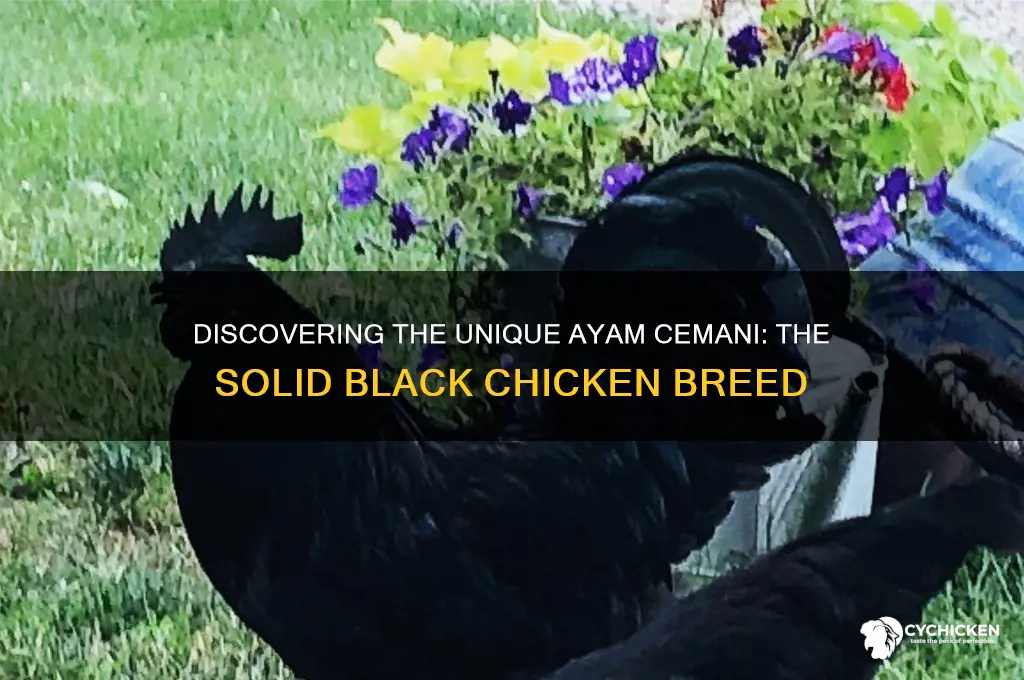 what kind of chicken is solid black