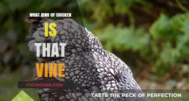 Unveiling the Mystery: Identifying the Chicken from That Viral Vine