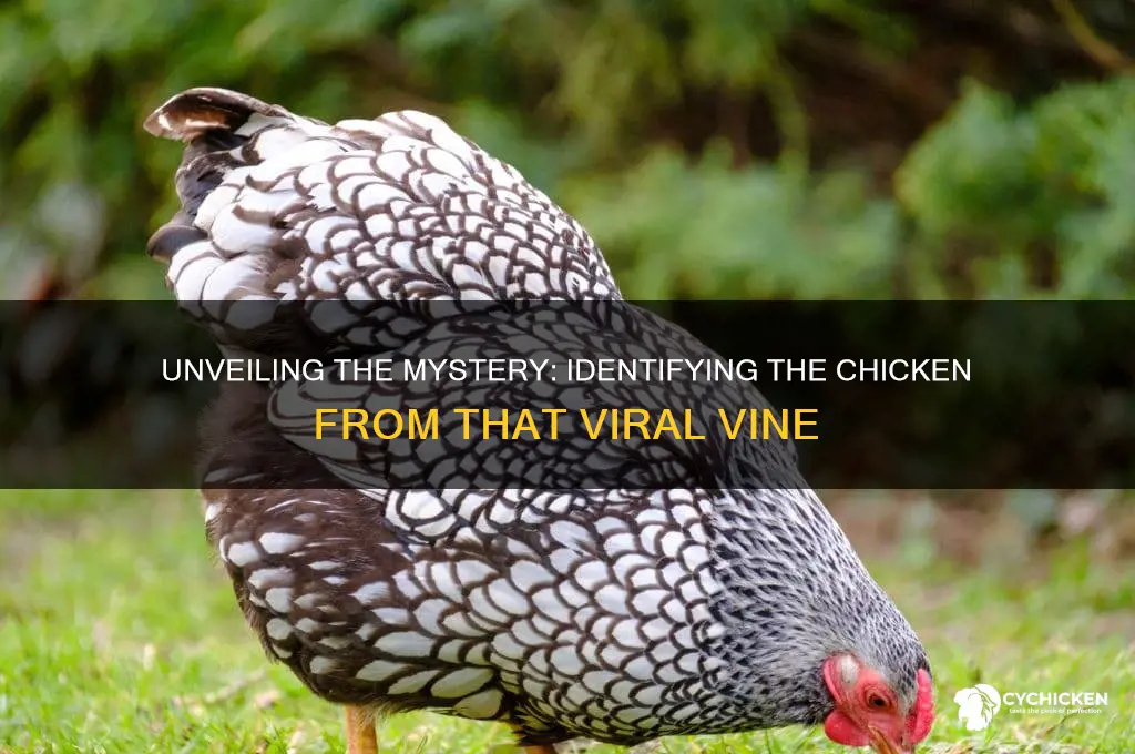 what kind of chicken is that vine