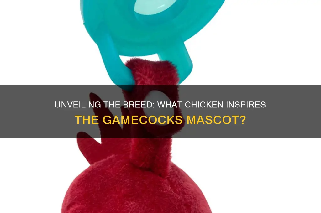 what kind of chicken is the gamecocks mascot