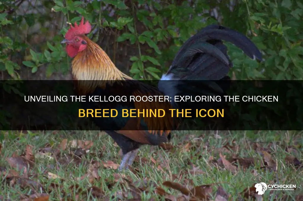 what kind of chicken is the kellogg rooster