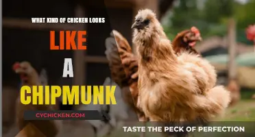 Chipmunk-Like Chicken: Discover the Unique Silkie Breed's Adorable Appearance