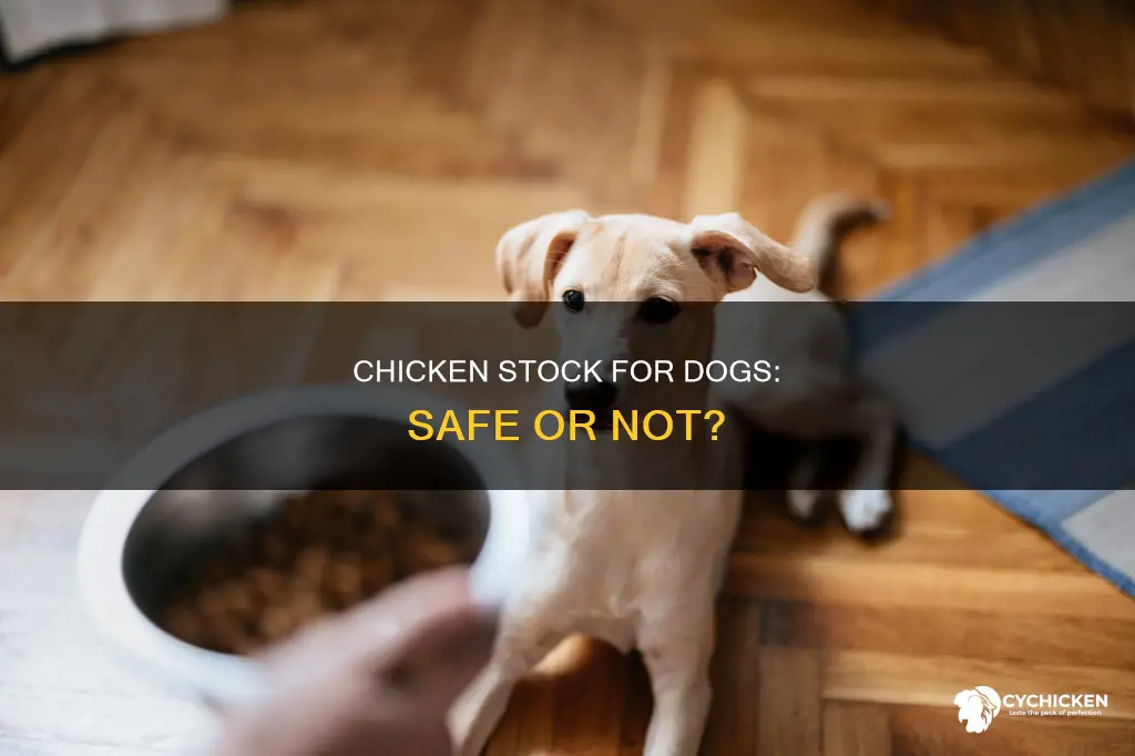 what kind of chicken stock is safe for dogs