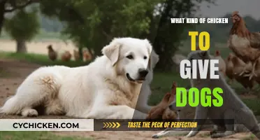 Safe Chicken Choices: What Kind to Feed Your Dog