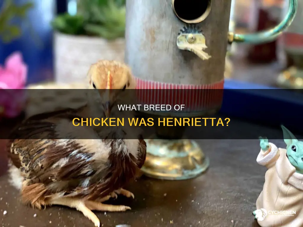 what kind of chicken was henrietta in return to oz