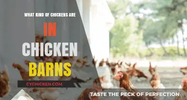 Exploring Chicken Breeds Commonly Found in Modern Chicken Barns