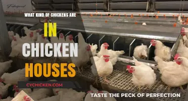 Exploring Chicken Breeds Commonly Found in Modern Chicken Houses