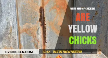 Discovering the Breeds Behind Adorable Yellow Chicks: A Guide