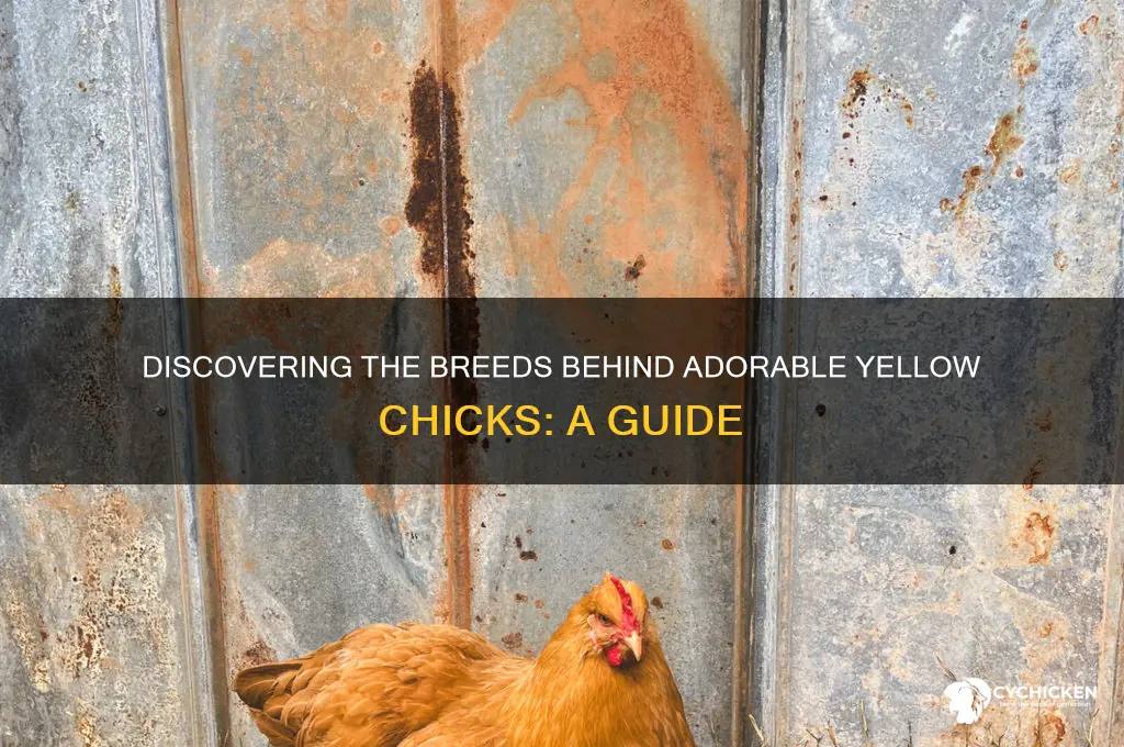 what kind of chickens are yellow chicks