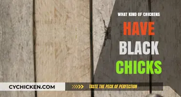 Discovering Chicken Breeds That Hatch Adorable Black Chicks Naturally