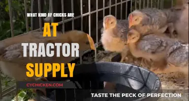 Exploring Tractor Supply’s Chick Varieties: A Beginner’s Guide to Poultry Picks