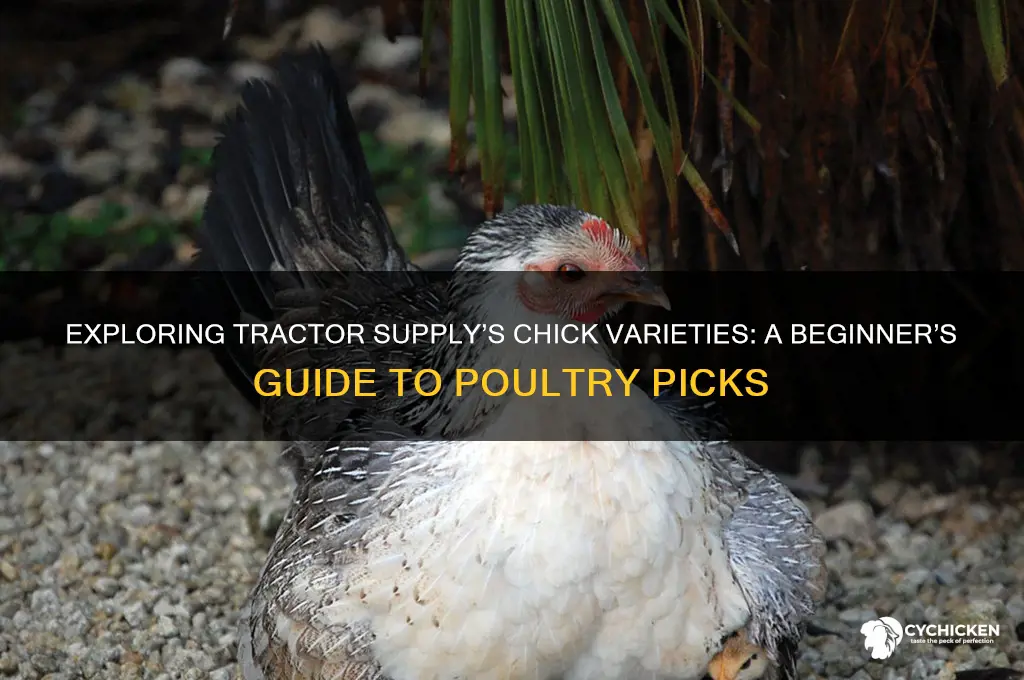 what kind of chicks are at tractor supply