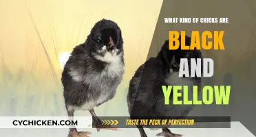 Discovering the Unique Black and Yellow Chick Breeds: A Guide