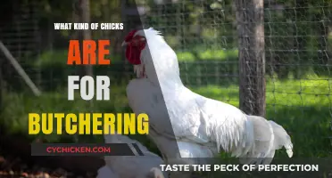 Choosing the Right Chicks for Butchering: A Practical Guide