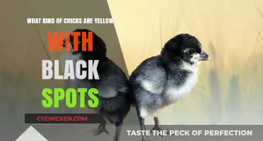Yellow Chicks with Spots: What's the Story?