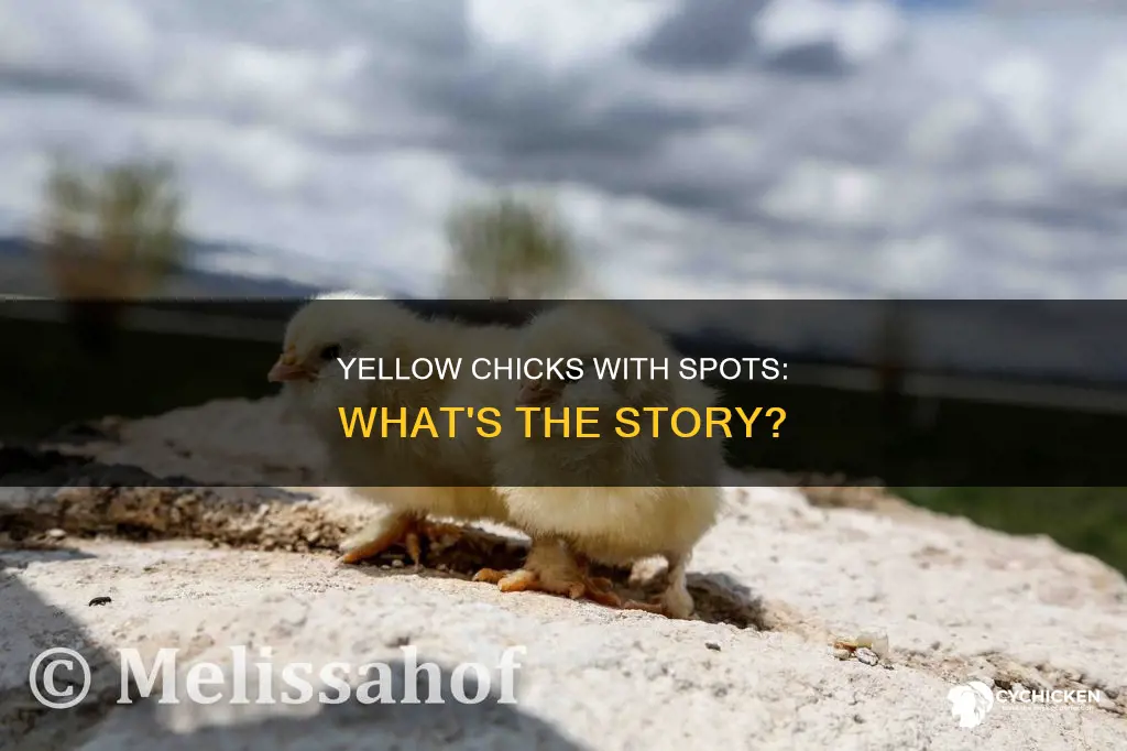 what kind of chicks are yellow with black spots