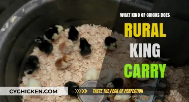 Rural King's Chick Selection: Types, Breeds, and Availability Guide
