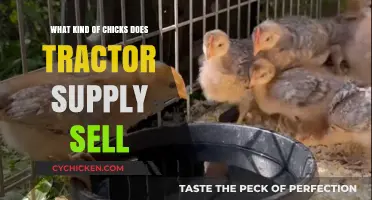 Tractor Supply's Chick Selection: Types, Breeds, and Availability Explained