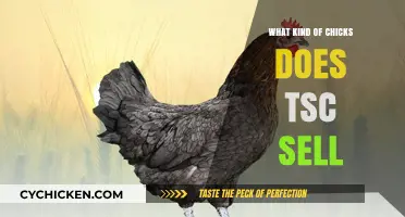 TSC's Chick Selection: Types, Breeds, and Availability Explained