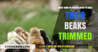 Trimming Beaks: Which Chicks Need It?