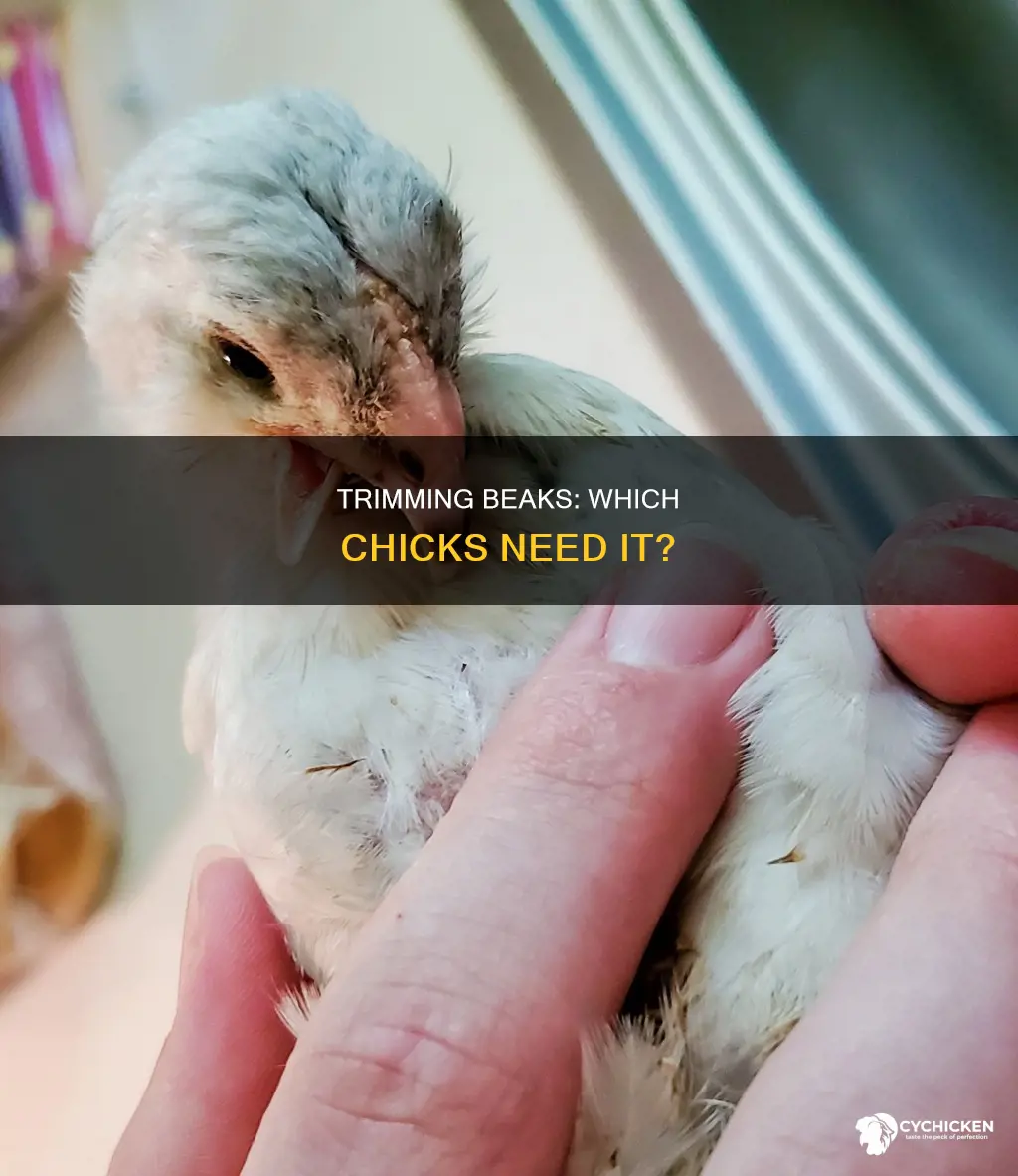 what kind of chicks need to have their beaks trimmed