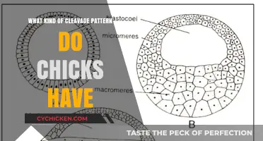 Understanding Chick Cleavage Patterns: A Detailed Guide to Embryonic Development