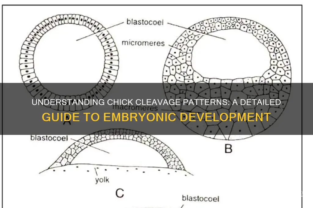 what kind of cleavage pattern do chicks have